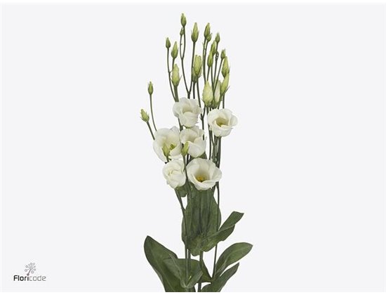 Eustoma Single Picco White c1688