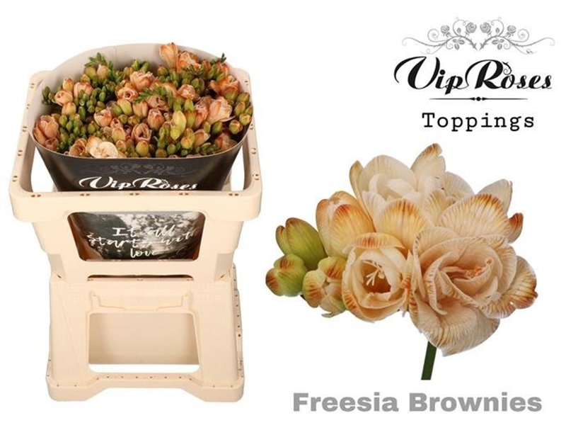 Frezija double Brownies c1705