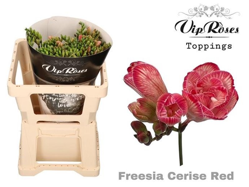 Frezija double Cerise Red c1706