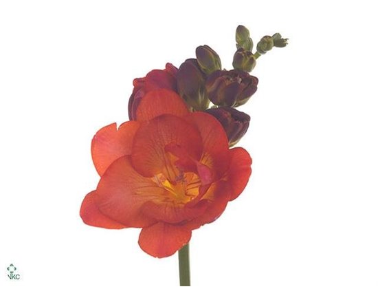 Frezija double Mandarine c1707