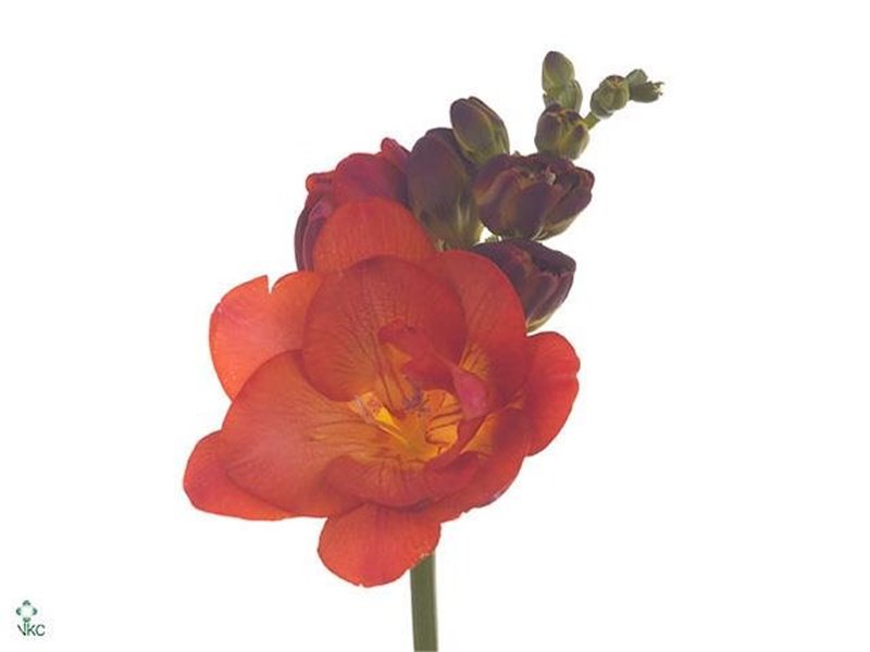 Frezija double Mandarine c1707