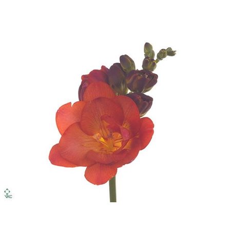 Frezija double Mandarine c1707