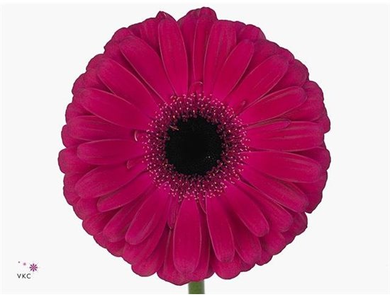 Gerbera .racket Gr Aladin c1726