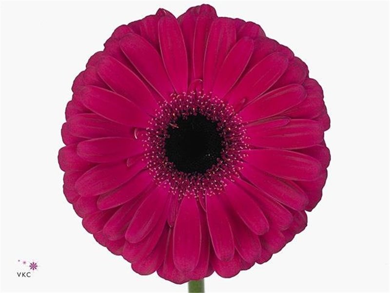 Gerbera .racket Gr Aladin c1726