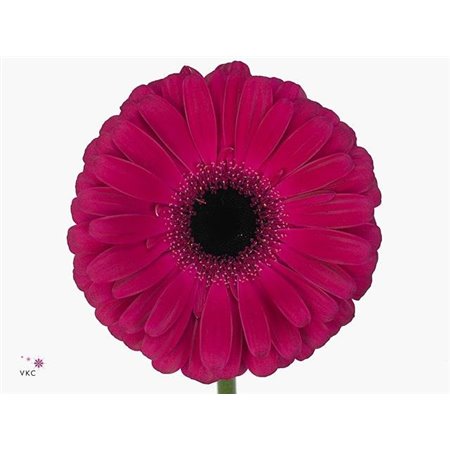 Gerbera .racket Gr Aladin c1726