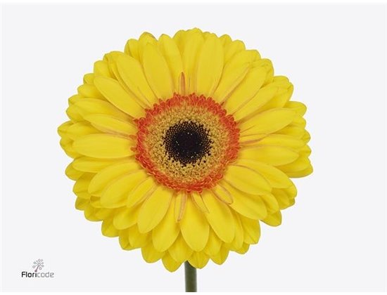 Gerbera .racket Gr Apollo c1728