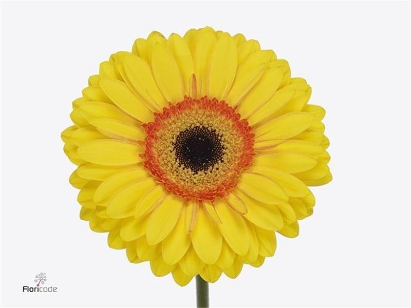 Gerbera .racket Gr Apollo c1728