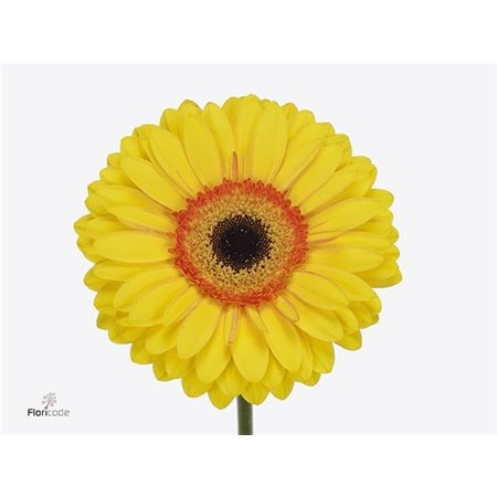 Gerbera .racket Gr Apollo c1728