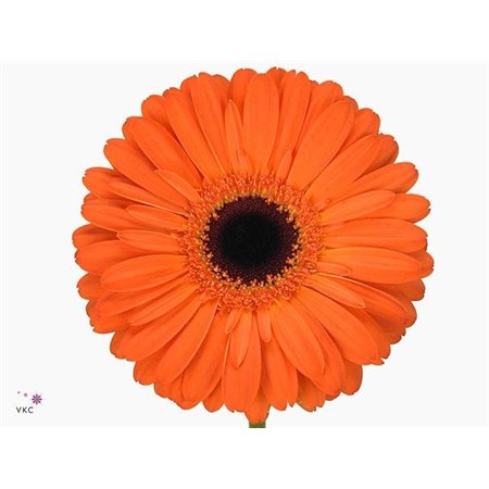 Gerbera .racket Gr Applause c1729