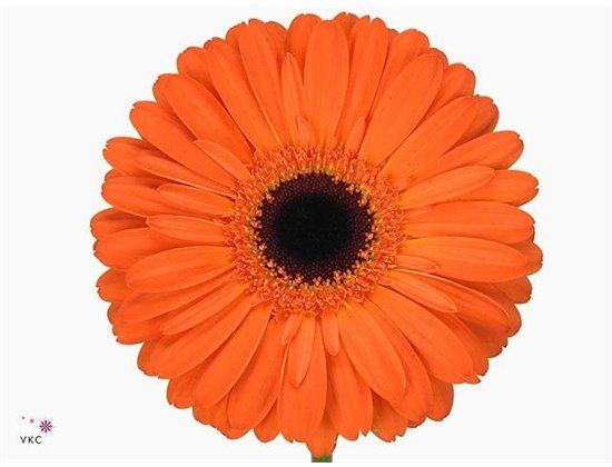 Gerbera .racket Gr Applause c1730