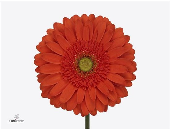 Gerbera .racket Gr Atlanta c1731