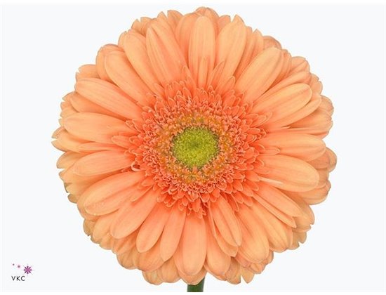 Gerbera .racket Gr Atlanta c1732