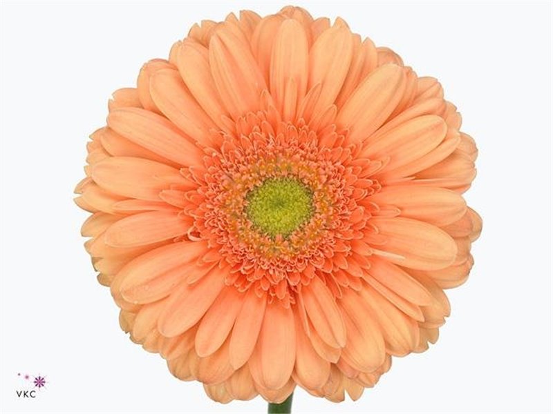 Gerbera .racket Gr Atlanta c1732
