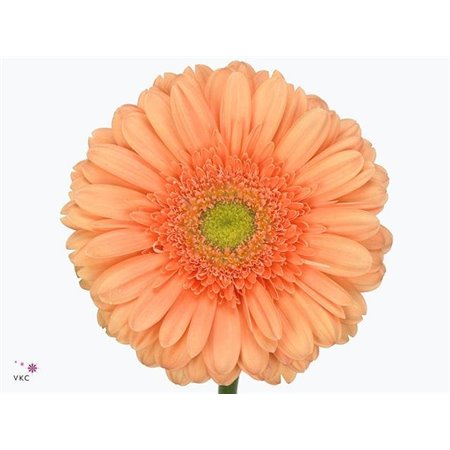 Gerbera .racket Gr Atlanta c1732