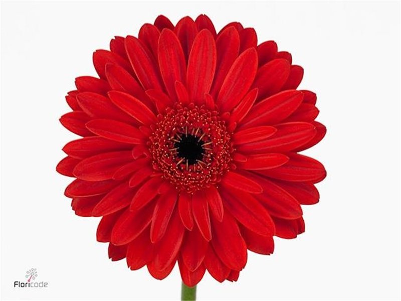 Gerbera .racket Gr Avignon c1733
