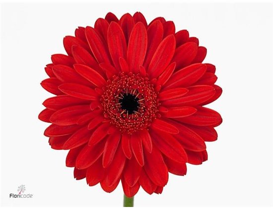 Gerbera .racket Gr Barones c1734