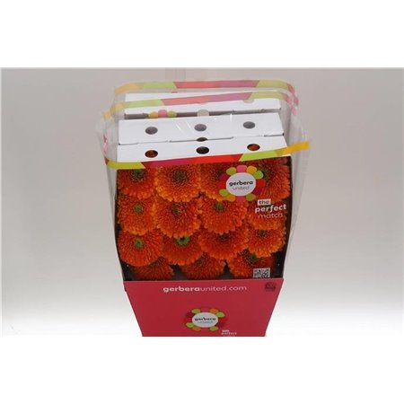 Gerbera .racket Gr Berra c1735