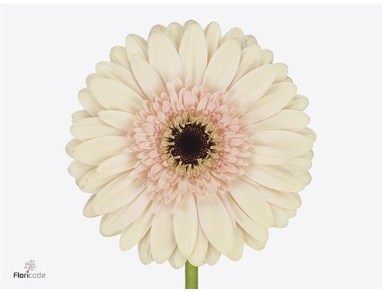 Gerbera .racket Gr Cafe Del Mar c1736