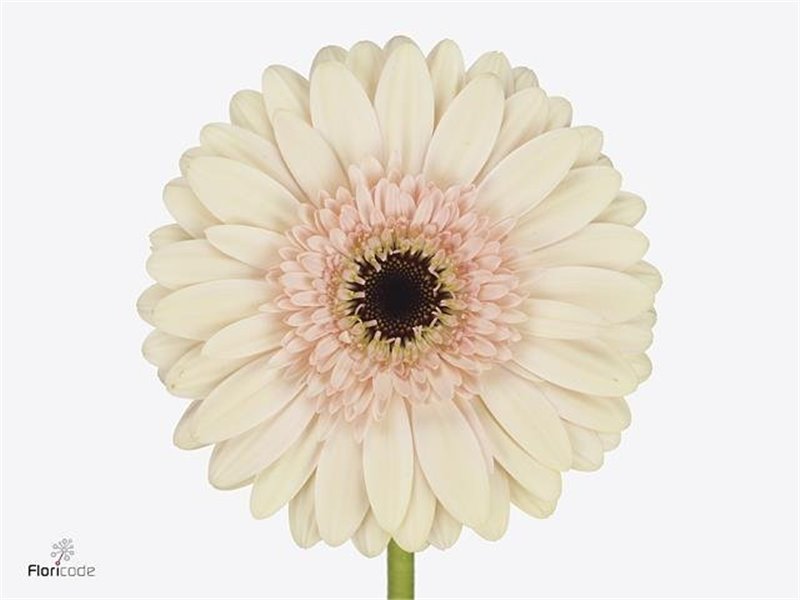 Gerbera .racket Gr Cafe Del Mar c1736