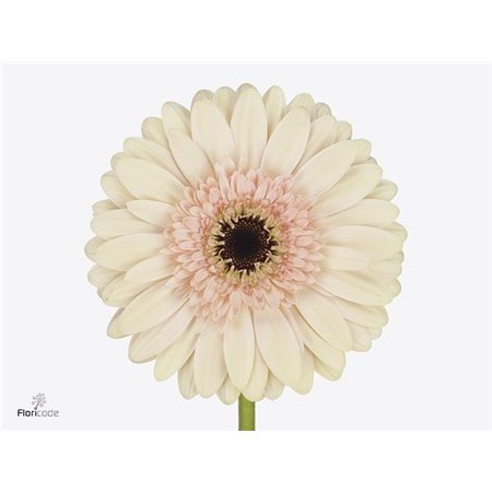Gerbera .racket Gr Cafe Del Mar c1736