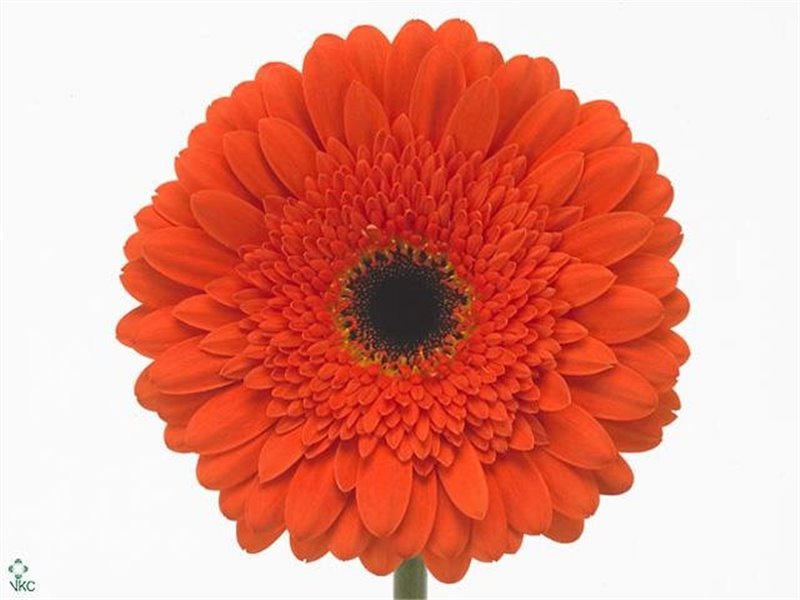 Gerbera .racket Gr Candela c1737