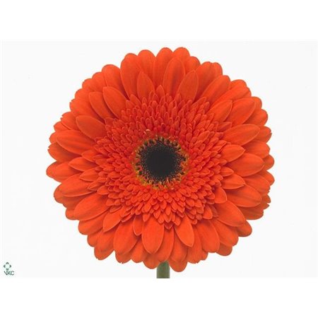 Gerbera .racket Gr Candela c1737