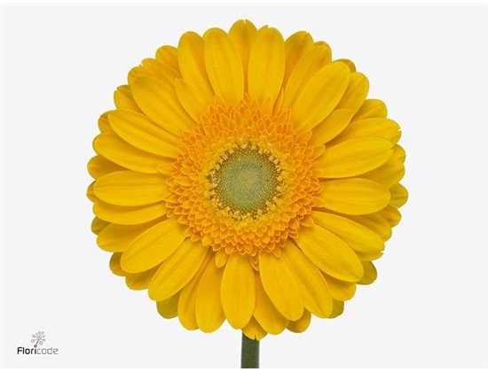 Gerbera .racket Gr Captiva c1738