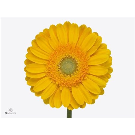 Gerbera .racket Gr Captiva c1738