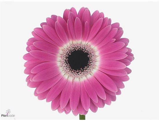 Gerbera .racket Gr Cubanita c1740