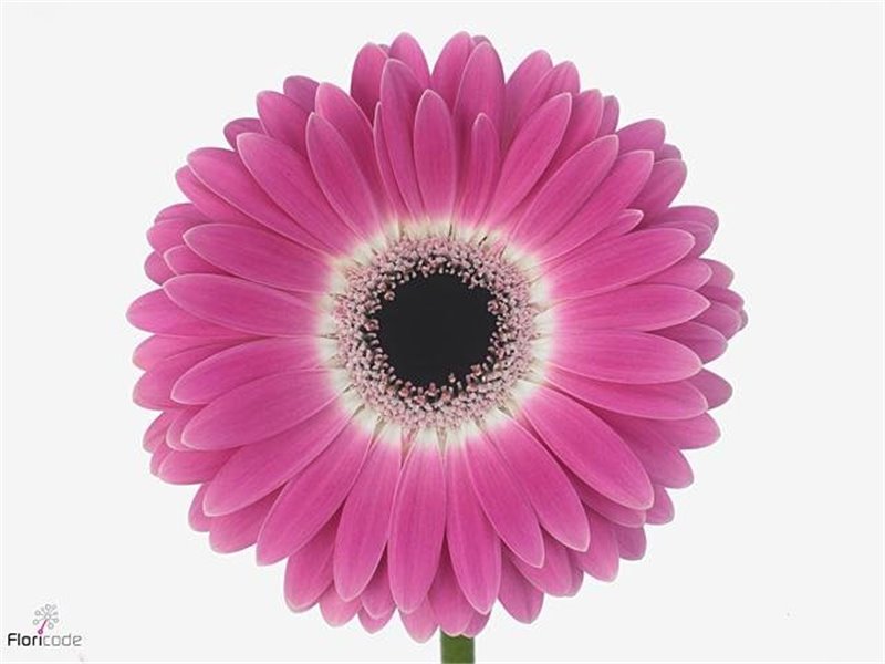 Gerbera .racket Gr Cubanita c1740