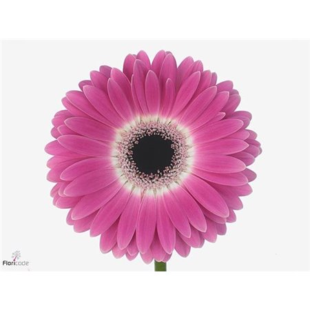 Gerbera .racket Gr Cubanita c1740