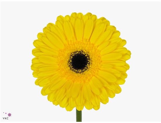 Gerbera .racket Gr Don Leo c1741