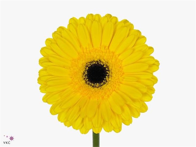 Gerbera .racket Gr Don Leo c1741