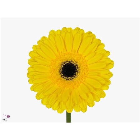 Gerbera .racket Gr Don Leo c1741