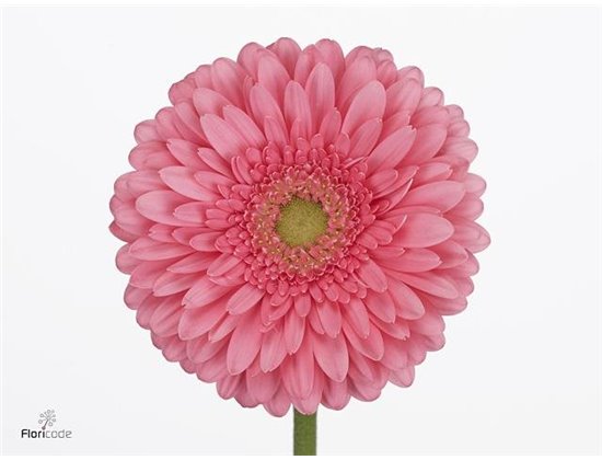 Gerbera .racket Gr Don Leo c1742
