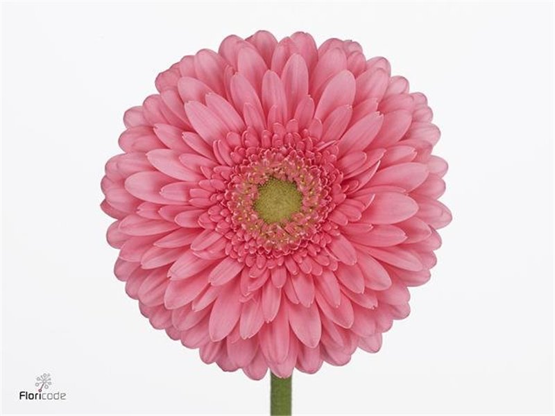 Gerbera .racket Gr Don Leo c1742