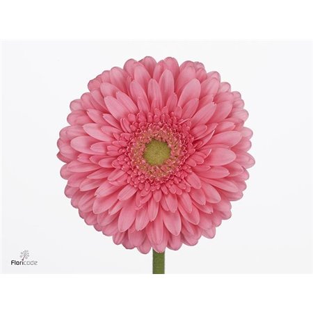 Gerbera .racket Gr Don Leo c1742