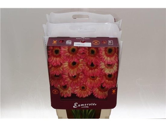Gerbera .racket Gr Hippie Chic c1744