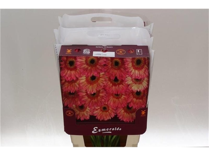 Gerbera .racket Gr Hippie Chic c1744