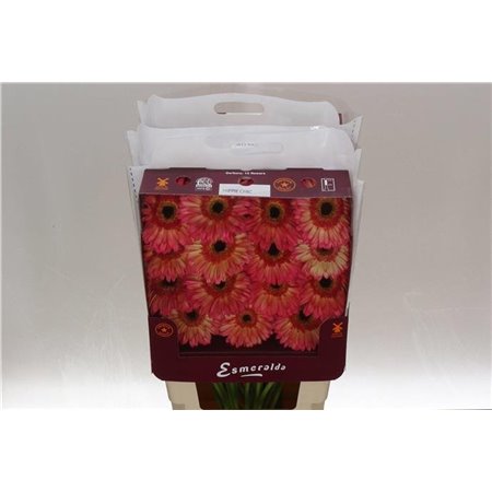 Gerbera .racket Gr Hippie Chic c1744