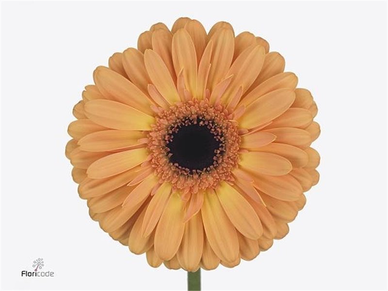 Gerbera .racket Gr Jetset c1745