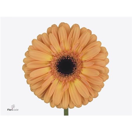 Gerbera .racket Gr Jetset c1745