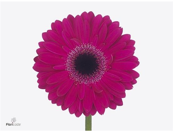 Gerbera .racket Gr Lucio c1746