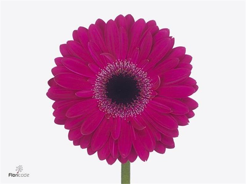 Gerbera .racket Gr Lucio c1746
