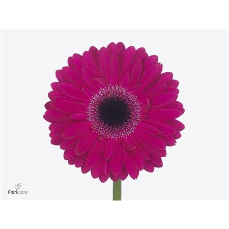 Gerbera .racket Gr Lucio c1746