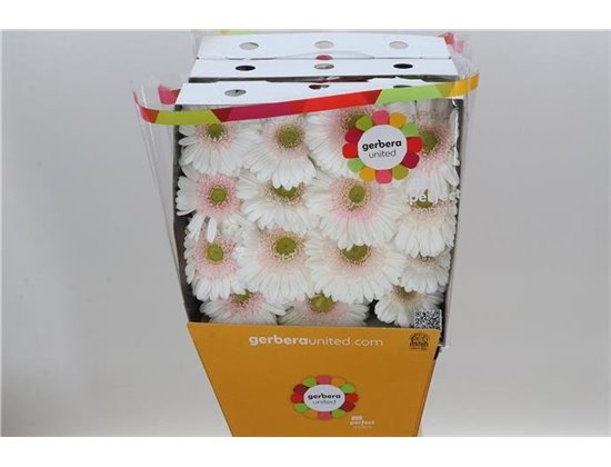 Gerbera .racket Gr Michelle c1748