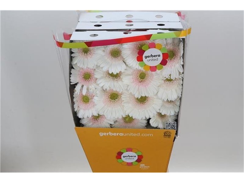 Gerbera .racket Gr Michelle c1748
