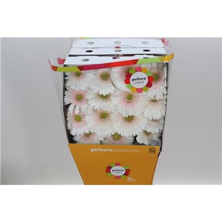 Gerbera .racket Gr Michelle c1748