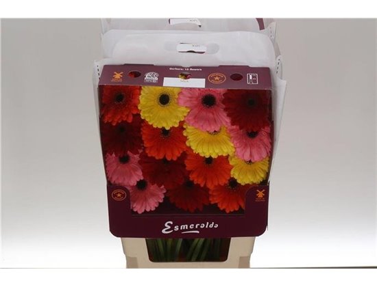Gerbera .racket Gr Michelle c1749