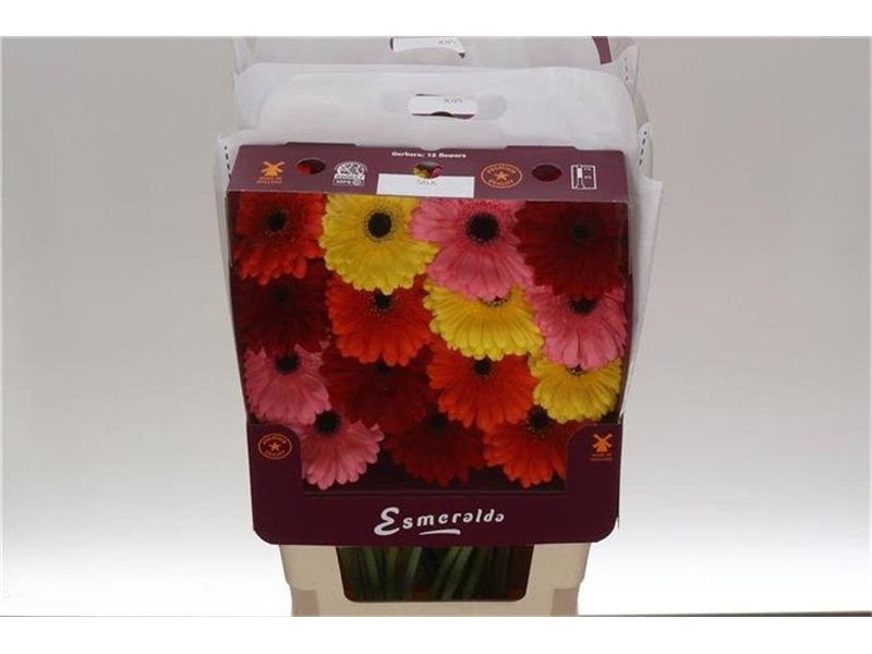 Gerbera .racket Gr Michelle c1749